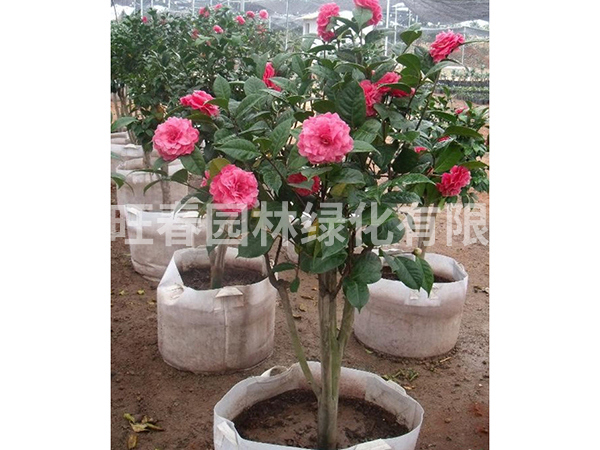 茶花